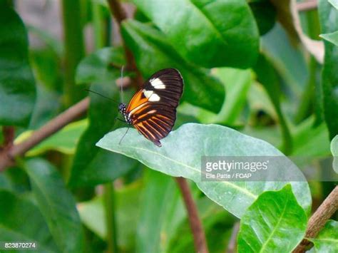 73 Red Lacewing Butterfly Stock Photos, High-Res Pictures, and Images ...