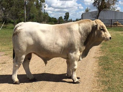 For Sale | Wyoming Romagnolas