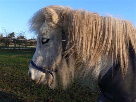 Shetland Pony, photo files, #1368879 - FreeImages.com