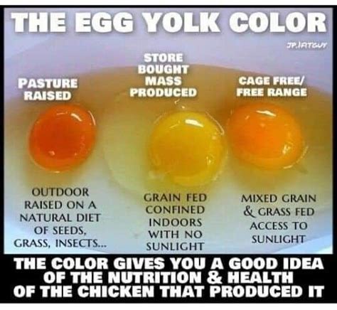 The egg yolk color guide 🐥🙂 | Food facts, Food, Food info