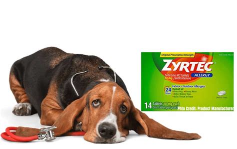 How much Zyrtec for Dogs? Cetirizine Dosage for Dogs - Serve Dogs