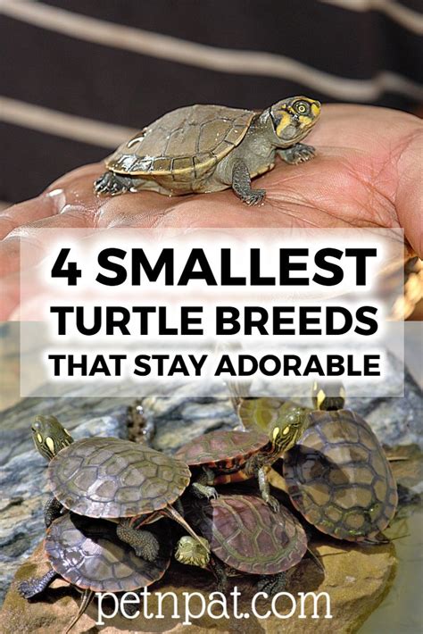 4 Smallest Turtle Breeds Guaranteed To Stay Adorable Forever! #turtles #pets #animals #aquarium ...