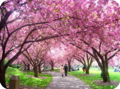 Foto Gambar Taman Bunga Sakura - Bungainfos