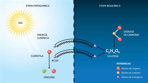 Esquema de la fotosíntesis Science, Map, Hydrogen Atom, Naturaleza, Plants, Location Map, Maps