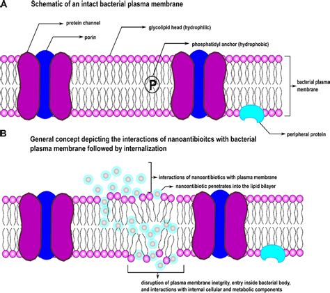 | Schematic of (A) an intact bacterial cell membrane and (B) effect of ...