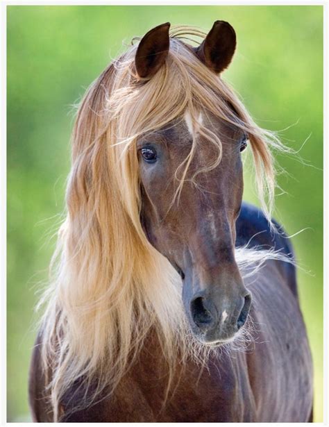 Beautiful horse! Striking color—maybe liver chestnut with a flaxen mane. - Animals | Pferde ...