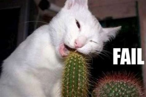 Funny Animals Fails | Photos | Funny And Cute Animals