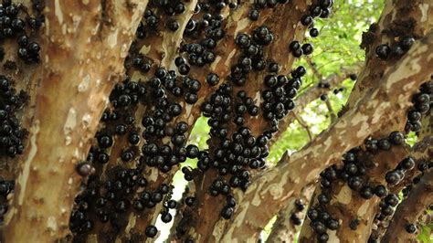 Jabuticaba: The Superfruit That's Here Today, Gone Tomorrow | HowStuffWorks