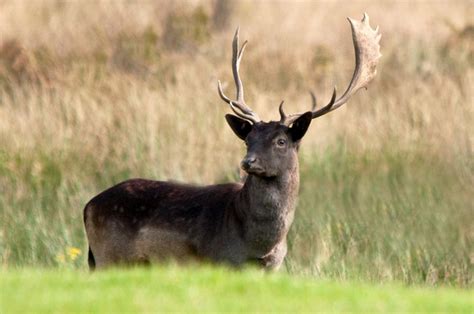 Fallow Deer Buck - Margam Deer Park © Mick Lobb cc-by-sa/2.0 :: Geograph Britain and Ireland