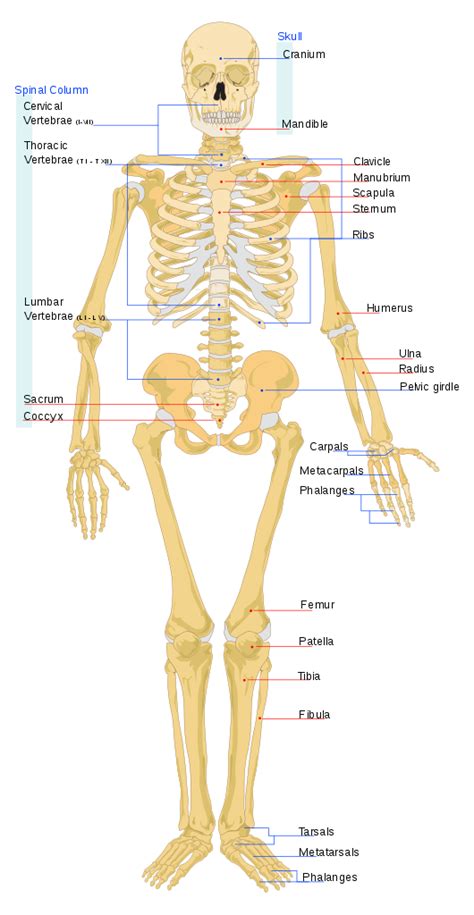 How many bones are in the human body? - Quora