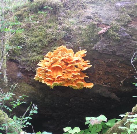 Sulfur Shelf – Laetiporus sulphureus – Hiker's Notebook