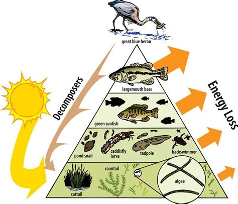 trophic levels | Environmental science, Trophic level, Ecosystems