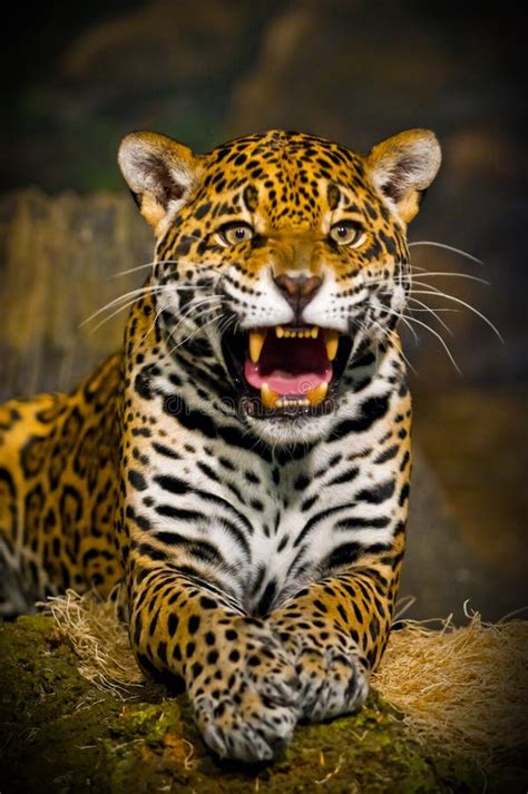 Jaguar Cubs stock image. Image of eyes, nature, mammal - 29253429