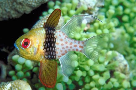 Can a Pajama Cardinalfish Be Kept Alone? | Animals - mom.me