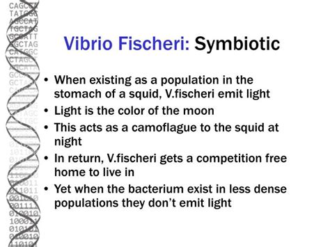 PPT - Vibrio Fischeri: PowerPoint Presentation - ID:996314