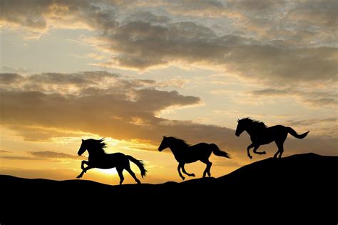 Silhouette Pretty Horses, Beautiful Horses, Animals Beautiful ...