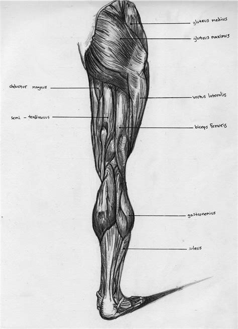 Leg Back Muscle Chart by BadFish81 on DeviantArt