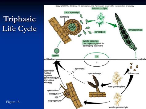 PPT - Cyanobacteria and Algae PowerPoint Presentation, free download - ID:7061224