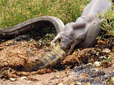 Amazing Animals: Anaconda Eating Crocodile In Australia