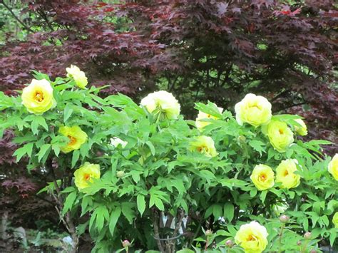 Free photo: Yellow Tree Peonies - Beautiful, Beijing, Bloom - Free ...