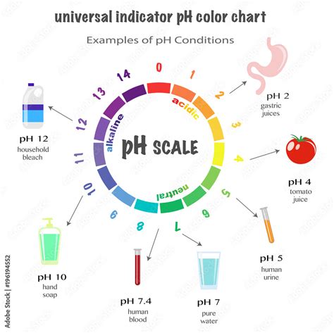 scale of ph value for acid and alkaline solutions, infographic acid ...