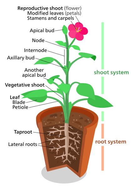 Shoot System And Root System - barebonestory