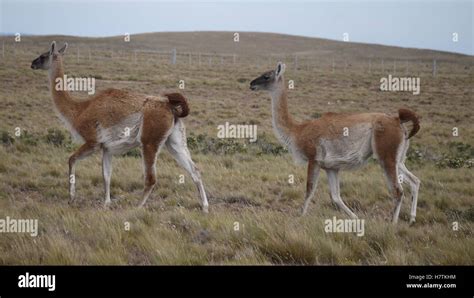 Guanaco in Chilean Patagonia Stock Photo - Alamy