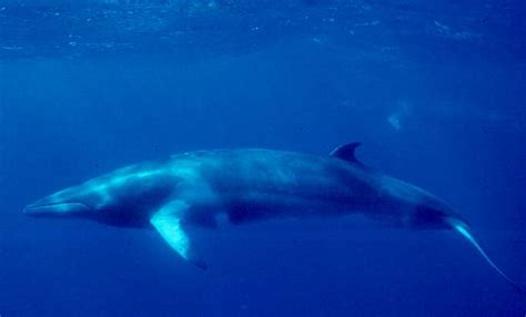 Researcher captures stunning video of Antarctic minke whales