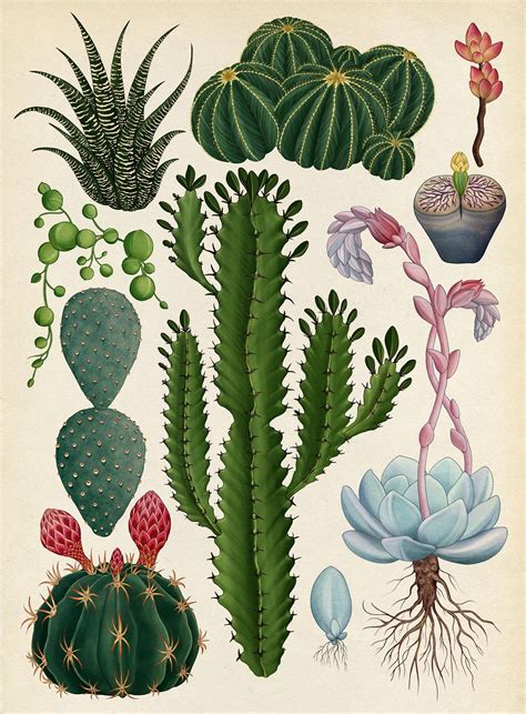 The Botanical Drawings of Katie Scott | Dibujos botánicos, Ilustración ...