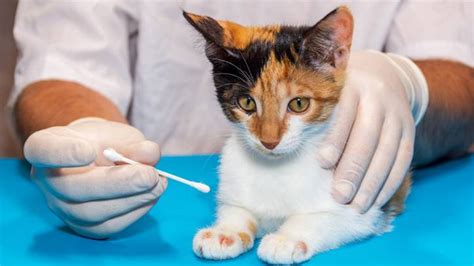 Ringworm In Cats: Causes, Symptoms, Treatment | eduaspirant.com