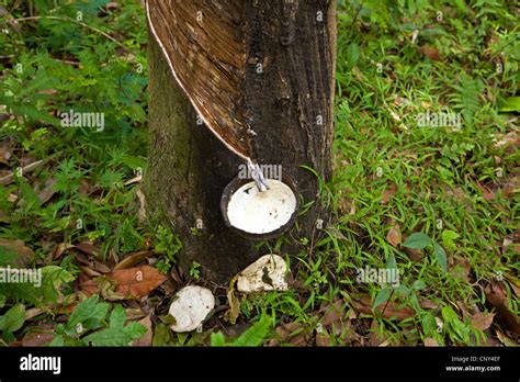 Indian Rubber Tree, Rubber Plant (Ficus elastica), gum extraction from ...