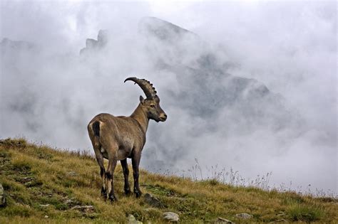 All About the Mysterious Alpine Ibex - Earth.com