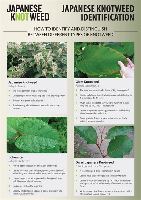 Japanese Knotweed Identification Guide, Here - DocsLib