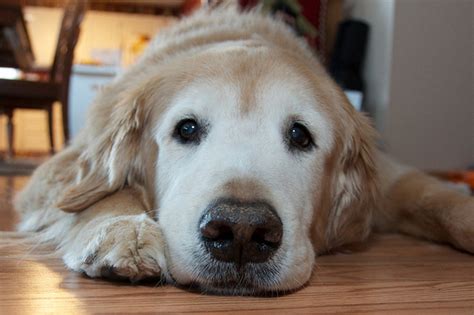 25 Reasons Golden Retrievers Are Actually The Worst Dogs To Live With