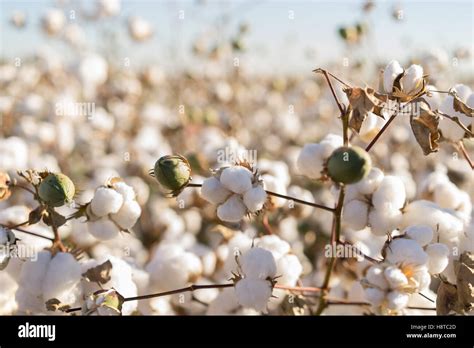 Cotton crop hi-res stock photography and images - Alamy