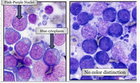 Cytology: Cell types (Wk 3 Lc 10 & 11) Flashcards | Quizlet