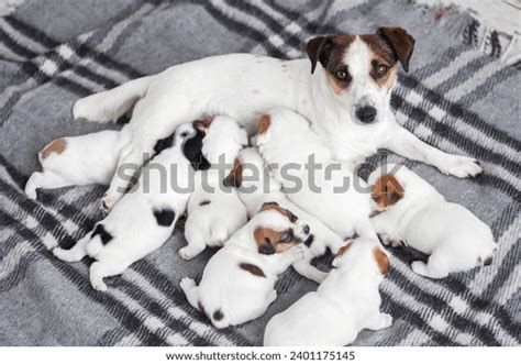 Dog Mom Her Puppies Lying On Stock Photo 2401175145 | Shutterstock