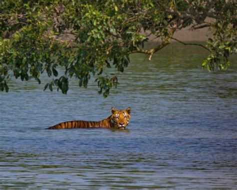 Sundarbans Nearing Its Tiger Carrying Capacity