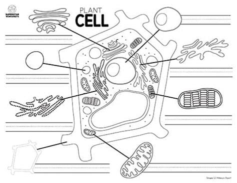 Superstar Worksheets Plant Cell