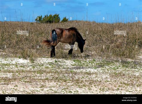 Wild Horses of Shackleford Banks Stock Photo - Alamy