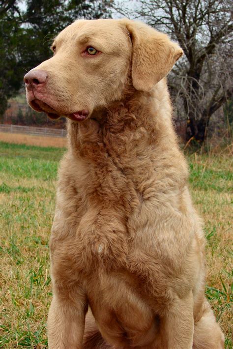 Pin by Betty Wa on Cane | Dog breeds medium, Chesapeake bay retriever, Dog breeds