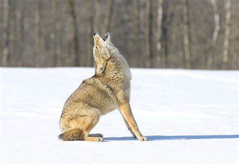 Coyote-wolf hybrids cover more ground than pure coyotes, and more in ...