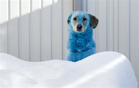 El misterio de los perros azules encontrados en Rusia - National ...