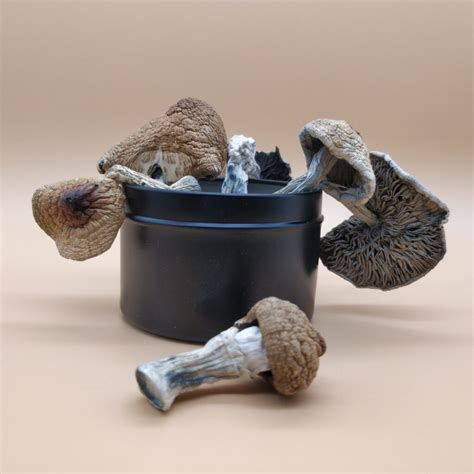 Buy Golden Teacher Dried Magic Mushrooms | SHAFAA