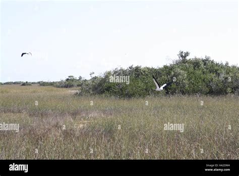 everglades Woodstorks in flight Stock Photo - Alamy