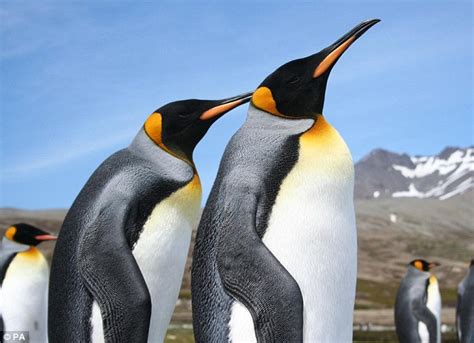 Fat penguins fall over more because they're less stable when walking | Daily Mail Online