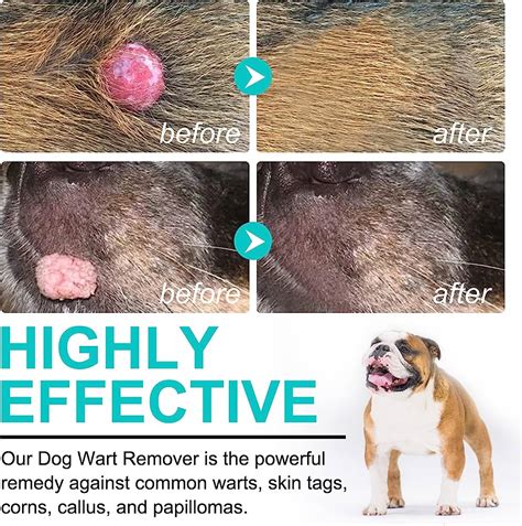 How to Get Rid of Skin Tags on Dogs - Dog Show TV