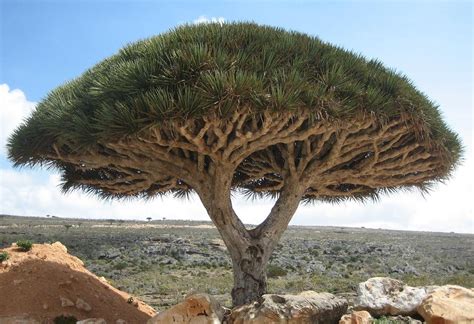 File:Socotra dragon tree.JPG - Wikipedia, the free encyclopedia