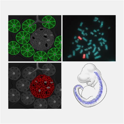 In Situ Hybridization