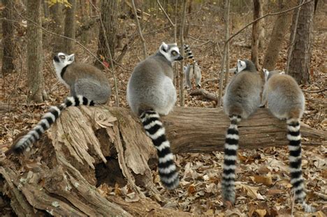 New Lemur Center Tours Go Behind the Scenes | Duke Today